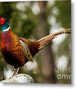 The Cock On Top Of The Rock Metal Print