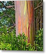 The Colorful And Magical Rainbow Eucalyptus Tree. Metal Print