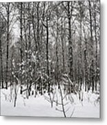 The Colors Of A Winter's Day Metal Print