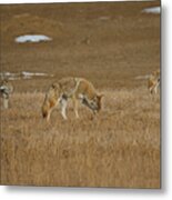 The Coyotes Painterly Metal Print
