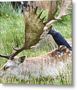 The Flying Backscratcher Metal Print