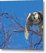 The Flying Northern Hawk Owl Metal Print