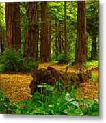 The Forest Of Golden Gate Park Metal Print