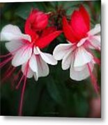 The Fuchsia Metal Print