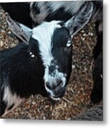 The Goat With The Gorgeous Eyes Metal Print