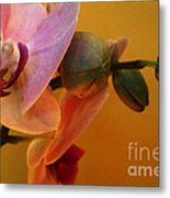 The Illustrious Orchid Metal Print
