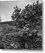 The Irish Wall And The Tree Metal Print