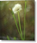 The Last Dandelion Metal Print