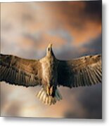 The Last Flight Metal Print