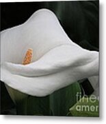 The Legend Of The Calla Lily Metal Print