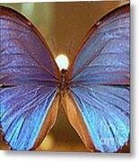 New Orleans The Light Upon A Blue Morpho Butterfly In Louisiana Metal Print