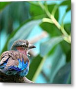 The Lilac Breasted Roller Metal Print