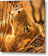 The Lion Muse Metal Print