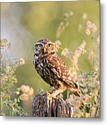 The Little Owl Metal Print