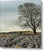 The Lonely Tree Metal Print