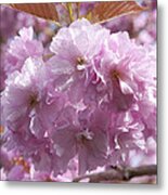 The Loveliest Of Trees The Cherry Now Metal Print