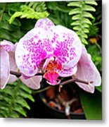 The Pink Puffy Orchid Metal Print