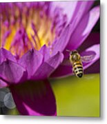 The Promise Of Pollen Metal Print