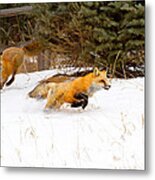 The Race Is On Metal Print