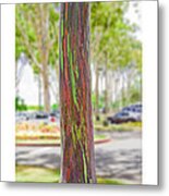 The Rainbow Eucalyptus Tree Metal Print