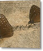 The Road Home Spotted Black Crow Butterflies Metal Print