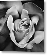 The Rose In Shades Of Gray Metal Print