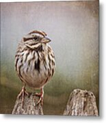 The Song Sparrow Metal Print