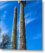 The Tall Saguaro Cactus Metal Print