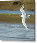 The Tern Sq Metal Print