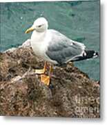The Thinker - Seagull Photography By Giada Rossi Metal Print