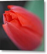 The Tip Of The Tulip Metal Print