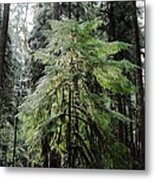 The Tree In The Forest Metal Print