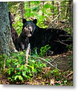 The Ultimate Single Mother Black Bear Sow And Cubs Metal Print