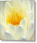 The Water Lilies Collection - 10 Metal Print