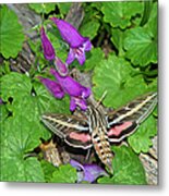 The White-lined Sphinx Metal Print