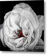 The White Rose Metal Print