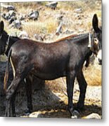 Thirasia  Donkeys Santorini Greece Metal Print