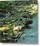 Thirsty Squirrel Metal Print