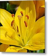 This Lilly Is For Joyce Metal Print