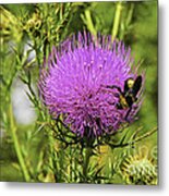 Thistle And Bee Metal Print