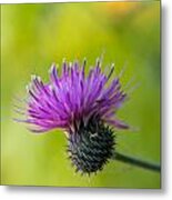 Thistle Bloom Metal Print