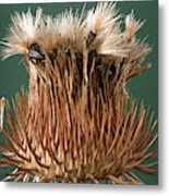 Thistle Seeds Metal Print