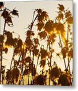 Thistles In The Sunset Metal Print