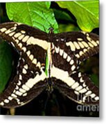 Thoas Swallowtail Butterflies Mating Metal Print