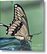 Thoas Swallowtail Butterfly Metal Print