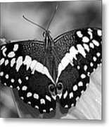 Thoas Swallowtail Ii Metal Print