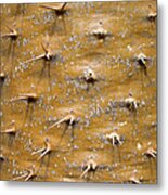 Thorny Surface Of A Floss Silk Tree Metal Print