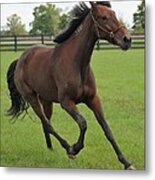 Standardbred Metal Print