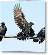 Three Crows On A Wire. Metal Print