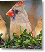 Three Little Ladies Metal Print